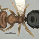 Image of <i>Melophorus longipes</i>