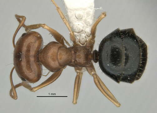 Imagem de <i>Melophorus longipes</i>