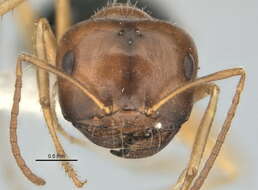 Imagem de <i>Melophorus longipes</i>