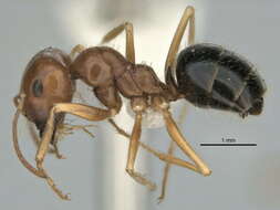 Imagem de <i>Melophorus longipes</i>