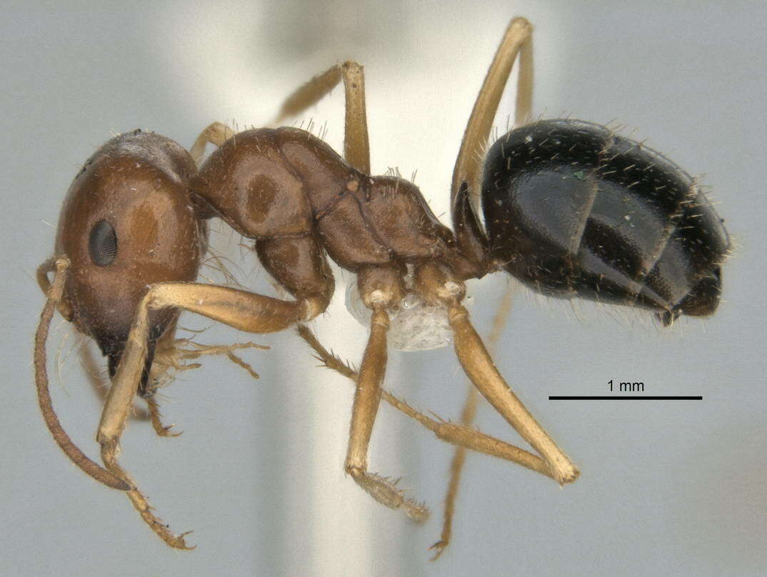 Imagem de <i>Melophorus longipes</i>