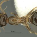 Image of <i>Melophorus gracilis</i>