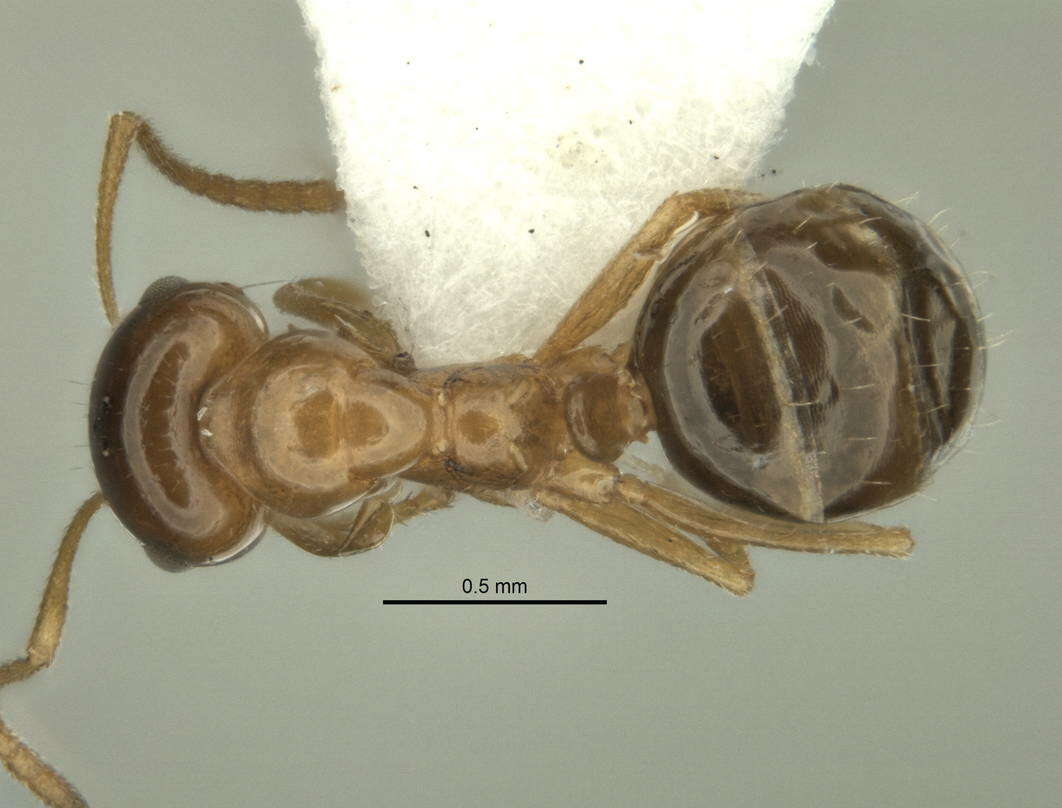 Image of <i>Melophorus gracilis</i>