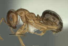 Image of <i>Melophorus gracilis</i>