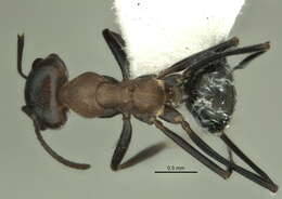 Image of <i>Melophorus xouthos</i>