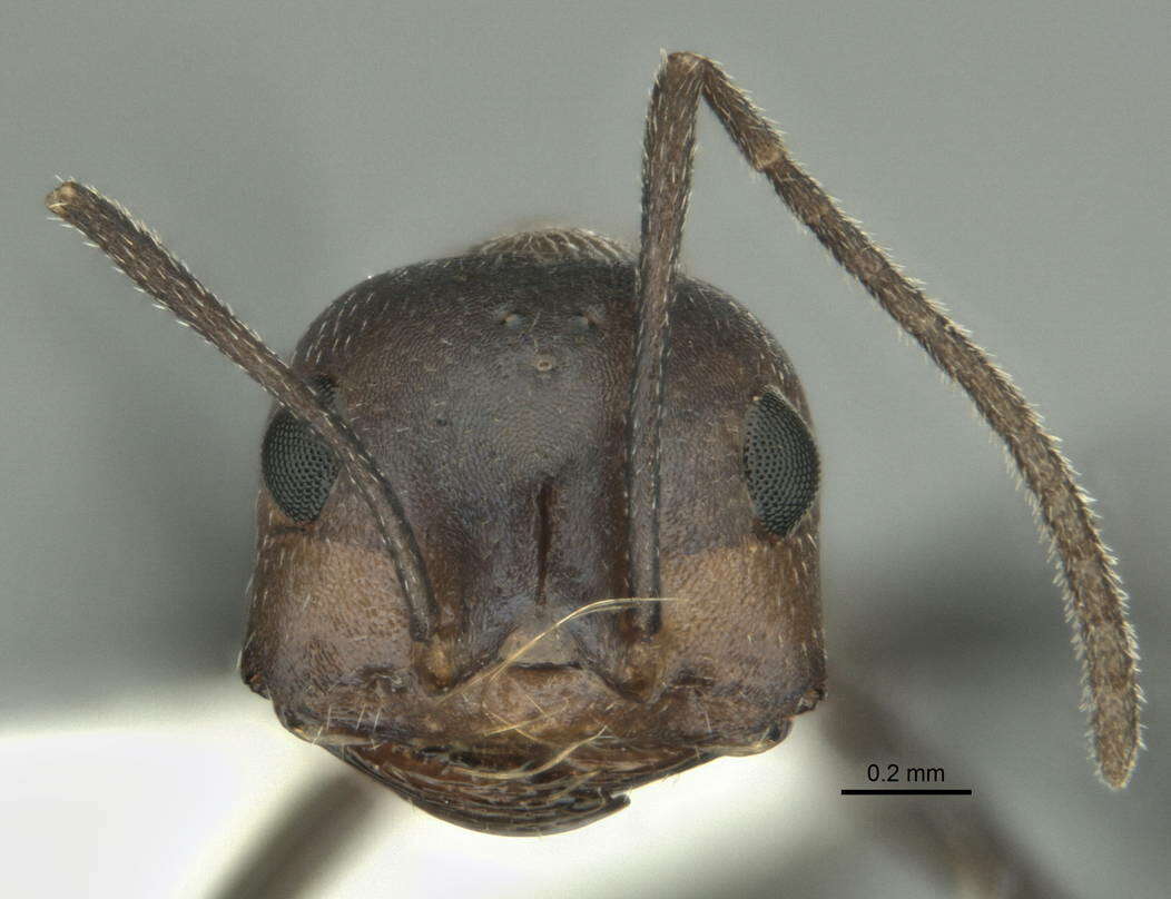 Image of <i>Melophorus xouthos</i>