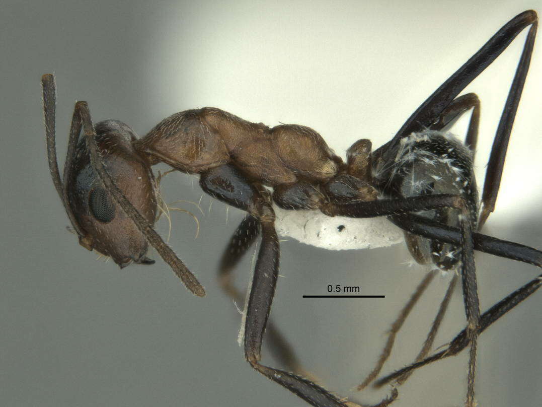 Image of <i>Melophorus xouthos</i>