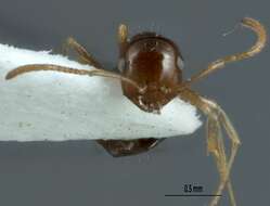 Image of <i>Melophorus gracilis</i>