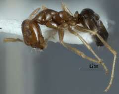 Imagem de <i>Melophorus gracilis</i>