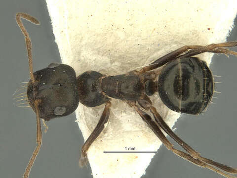 Image of Melophorus wheeleri Forel 1910