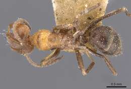 Image of Iridomyrmex chasei Forel 1902