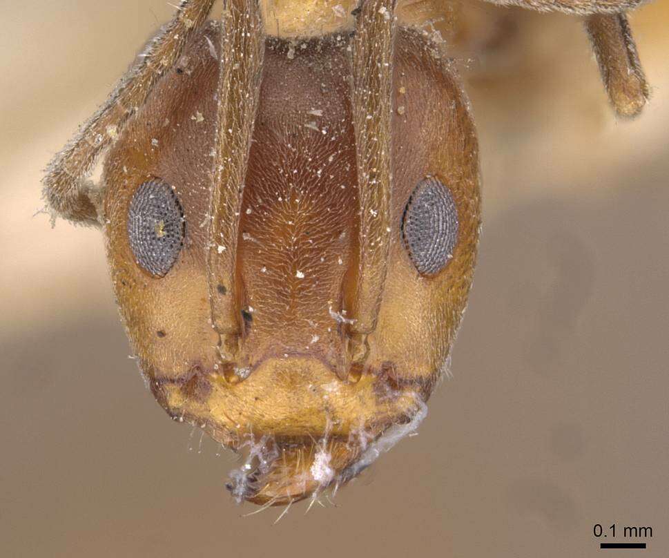 Image of Iridomyrmex chasei Forel 1902