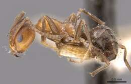 Image of Iridomyrmex chasei Forel 1902