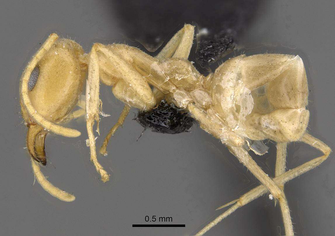 Image of <i>Iridomyrmex pallidus</i>
