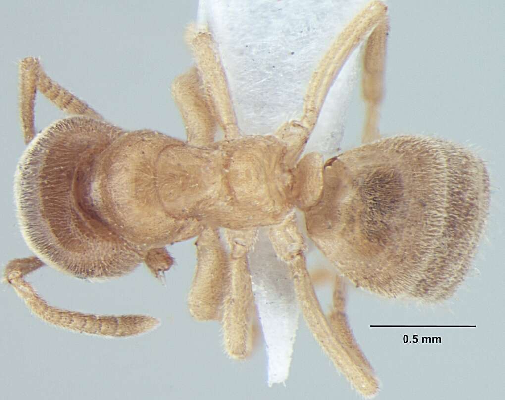 Image of Lasius elevatus