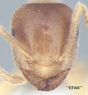 Image of Lasius elevatus