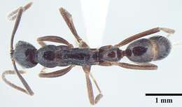 Image of Leptogenys transitionis