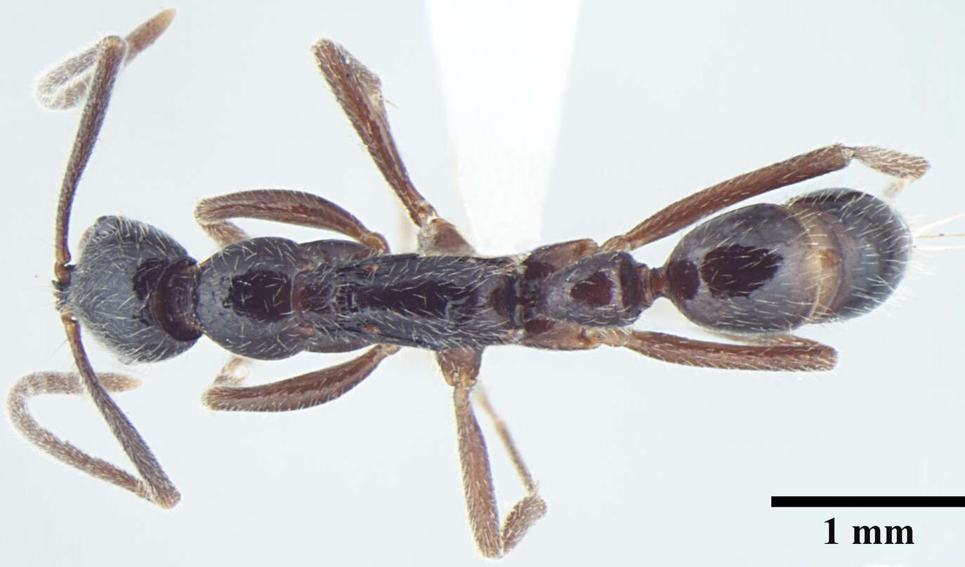 Image of Leptogenys transitionis