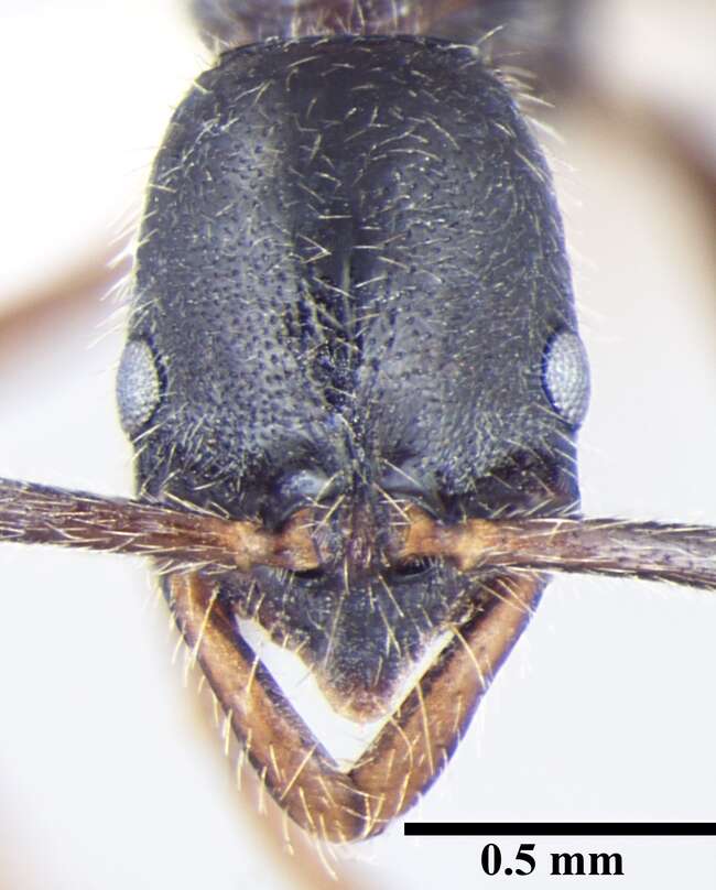 Image of Leptogenys transitionis