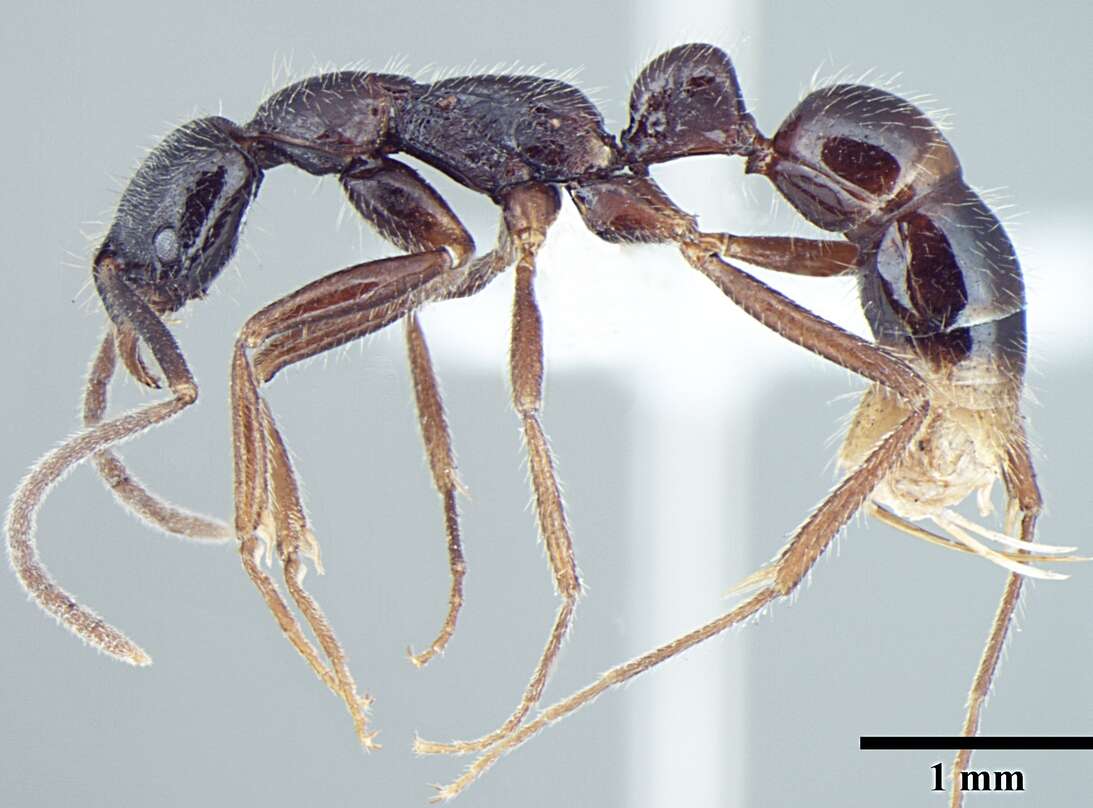 Image of Leptogenys transitionis