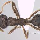 Image of <i>Lophomyrmex terraceensis</i>