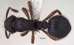 Image of Lordomyrma taylori