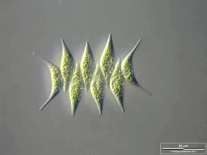 Image of Tetradesmus dimorphus