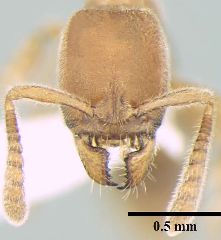 Image of Ponera taylori