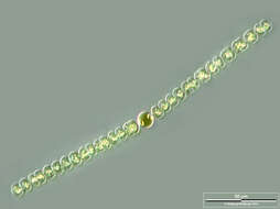 Sivun Dolichospermum sigmoideum kuva