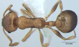 Image de Temnothorax microreticulatus