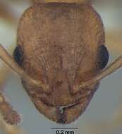 Image de Temnothorax microreticulatus