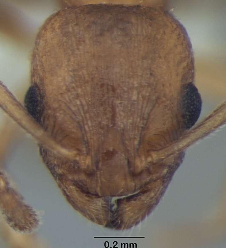 Image de Temnothorax microreticulatus