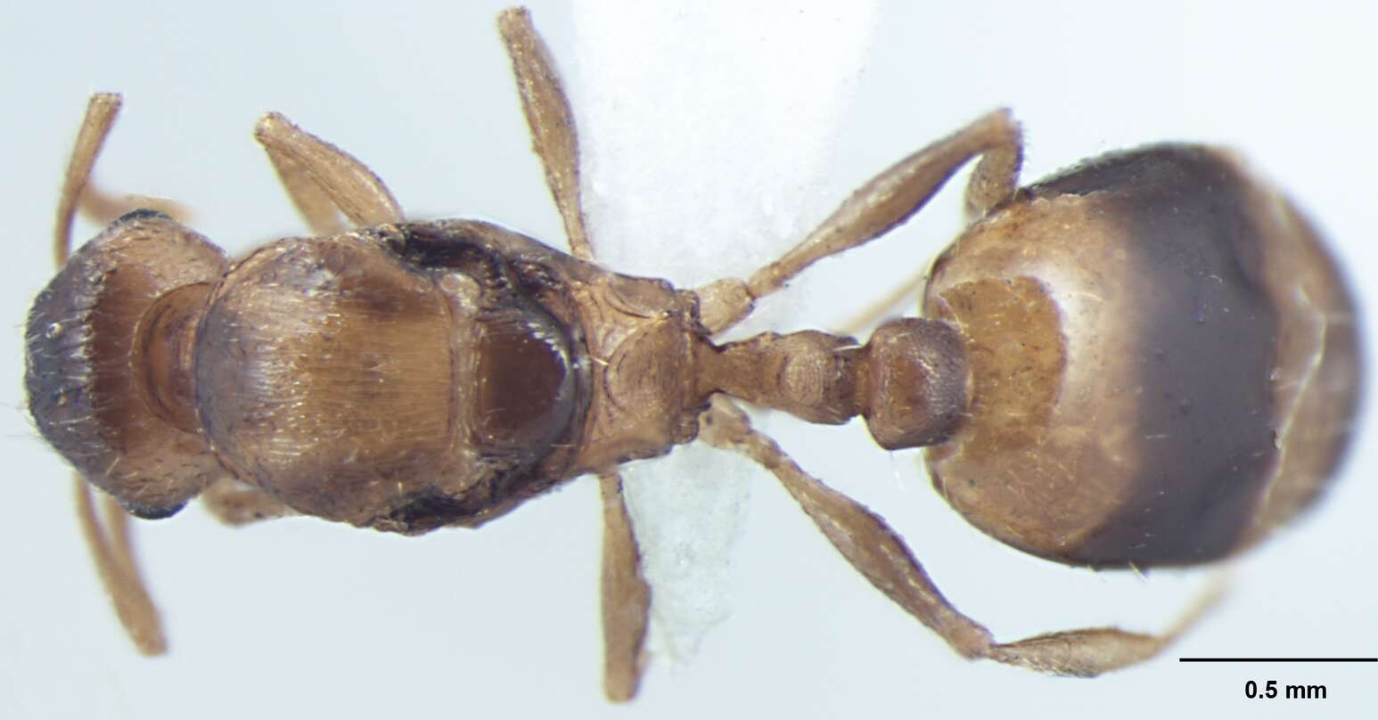 Image of Temnothorax microreticulatus