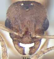 Image of Temnothorax microreticulatus