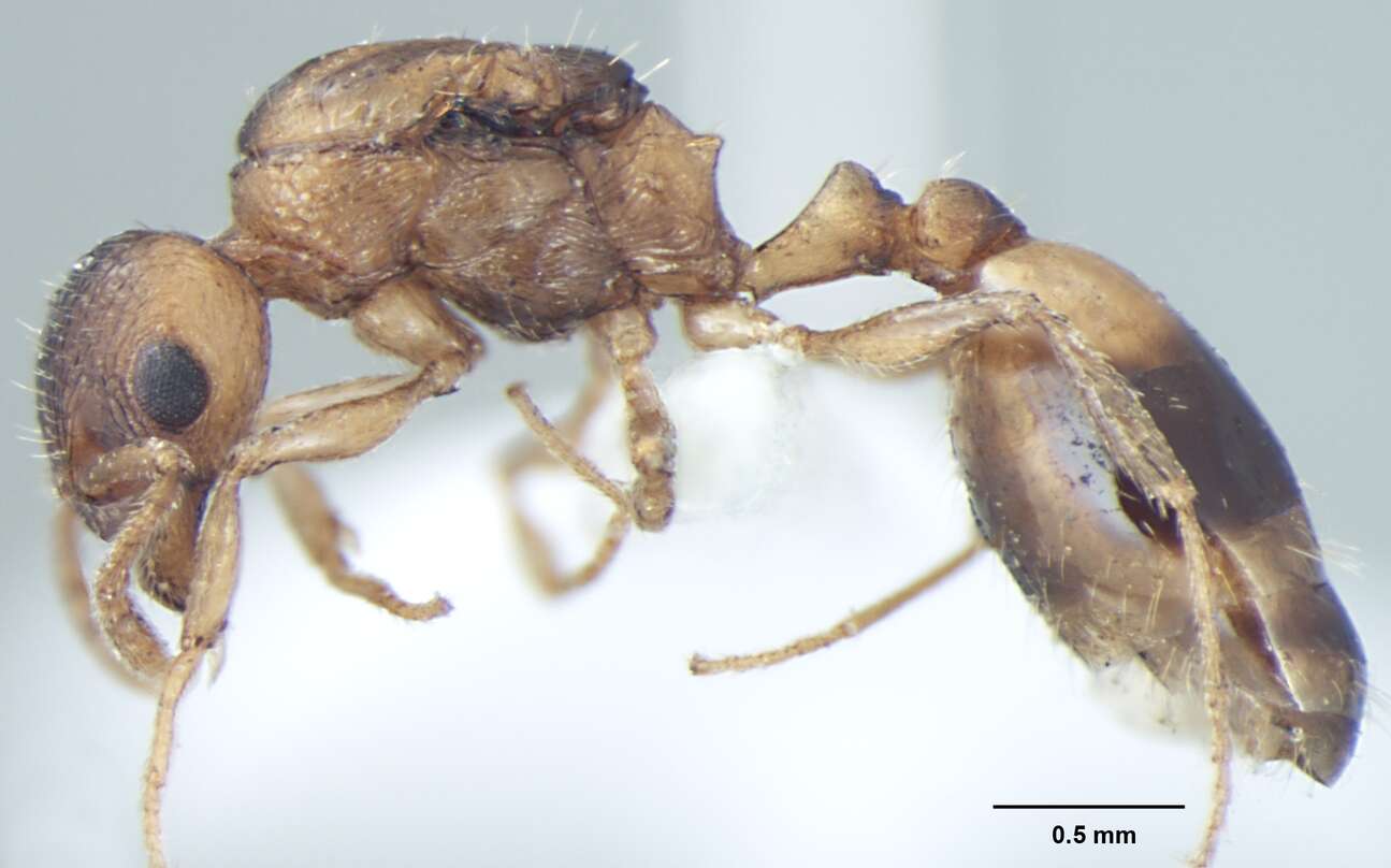 Image of Temnothorax microreticulatus