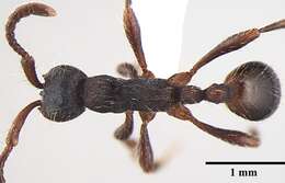 Image of Aenictus wilsoni