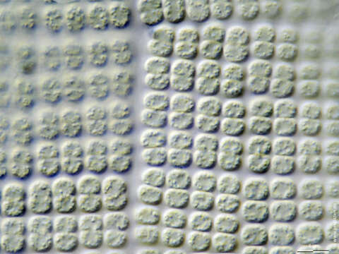 Merismopedia elegans A. Braun ex Kützing 1849的圖片