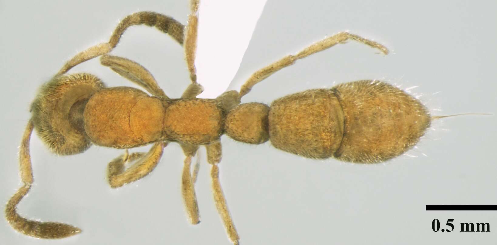 Image of Myopias shivalikensis