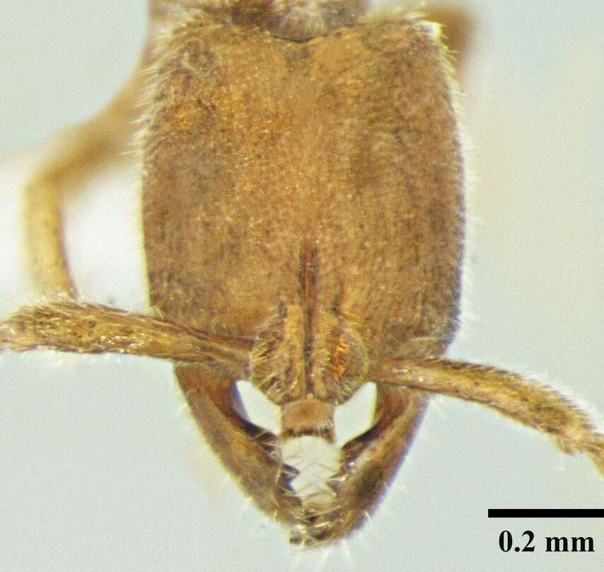 Image of Myopias shivalikensis