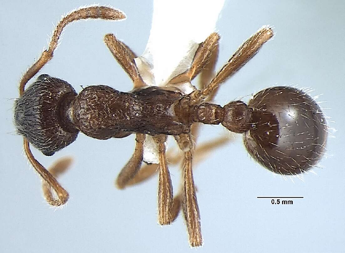 Imagem de Myrmica pseudorugosa