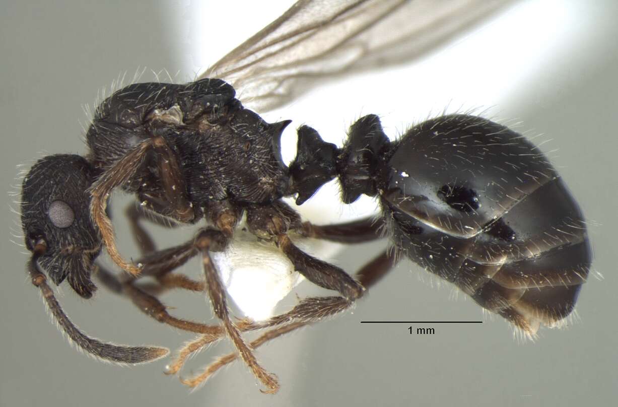 Plancia ëd Myrmica nefaria