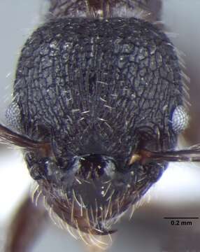 Image de Myrmica nefaria