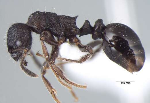 Image de Myrmica nefaria