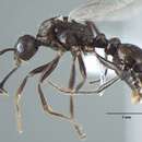 Imagem de Myrmica nefaria