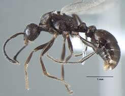 Plancia ëd Myrmica nefaria