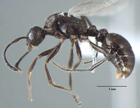 Image de Myrmica nefaria