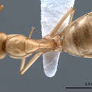 Image de Camponotus fedtschenkoi Mayr 1877