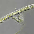 Microspora irregularis (West & G. S. West) Wichmann 1937 resmi