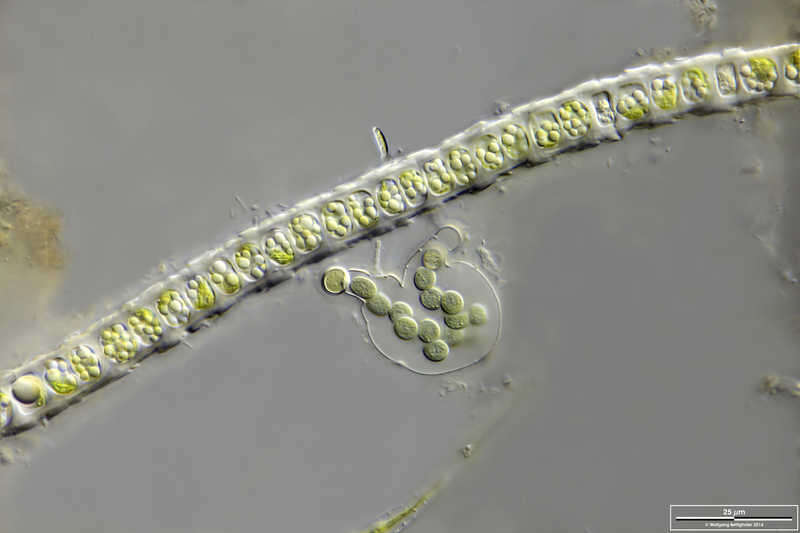 Image of Microspora irregularis (West & G. S. West) Wichmann 1937