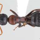 Imagem de Camponotus kurdistanicus Emery 1898